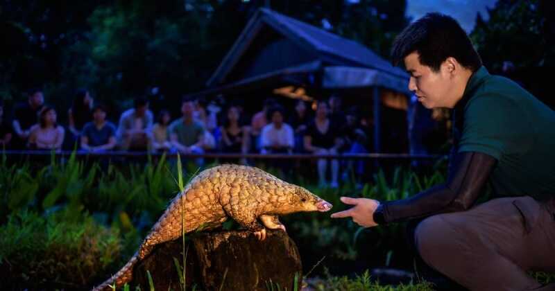 Singapore night safari