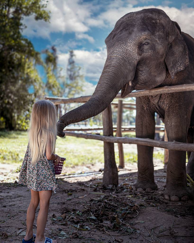 upclose with Elephants in Singapore