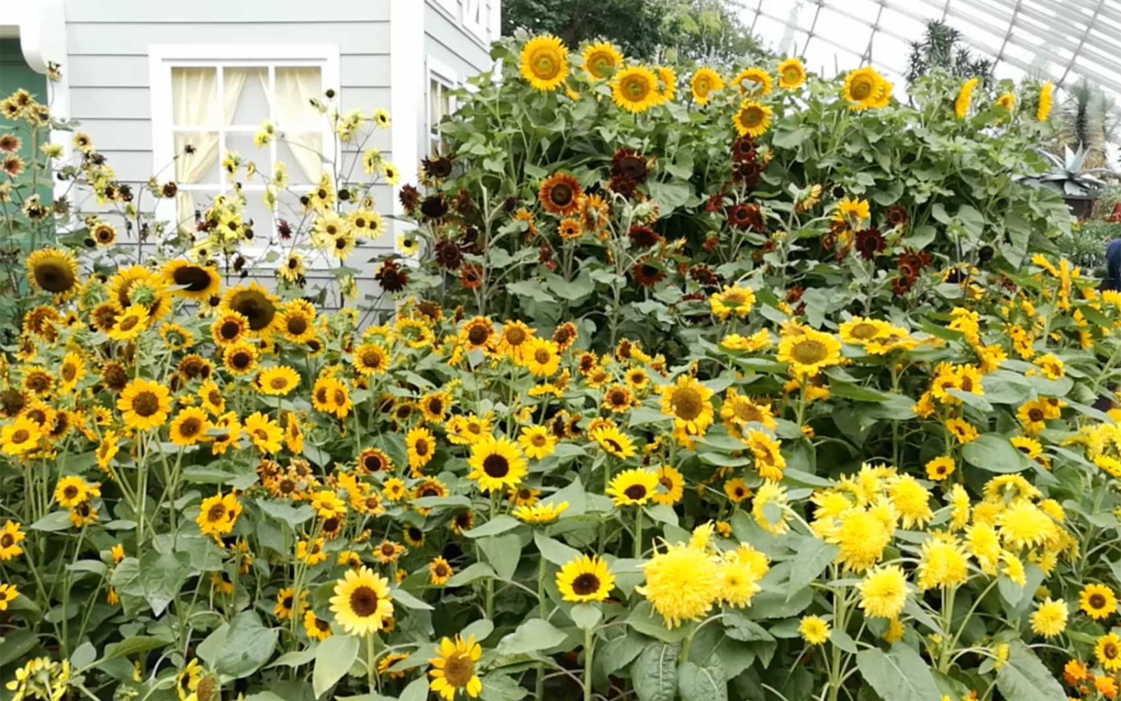 garden-by-the-bay7